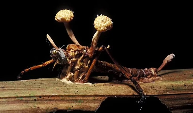 Đông trùng hạ thảo được nuôi trên loài kiến dương Nhật Bản tạo ra lượng Cordycepin cao nhất